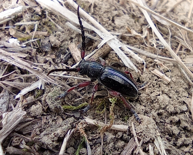 Dorcadion pedestre - kétsávos gyalogcincér