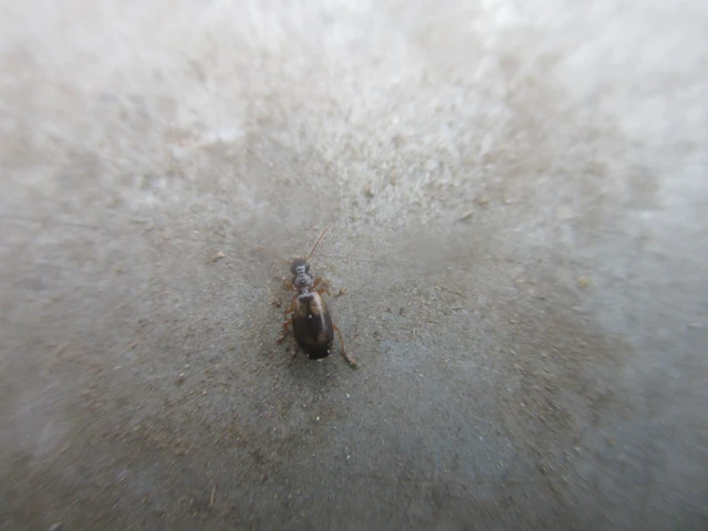 Philorhizus notatus - sárgavállú kéregfutó