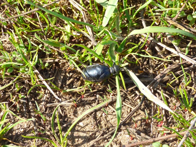 Meloe scabriusculus - érdes nünüke