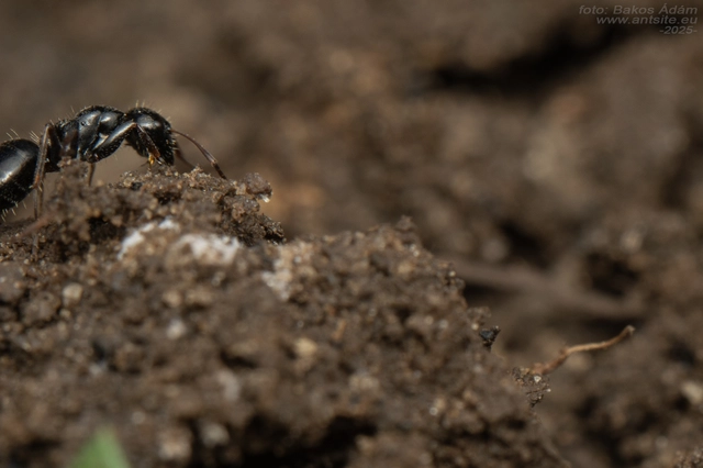 Camponotus piceus - szurkos lóhangya