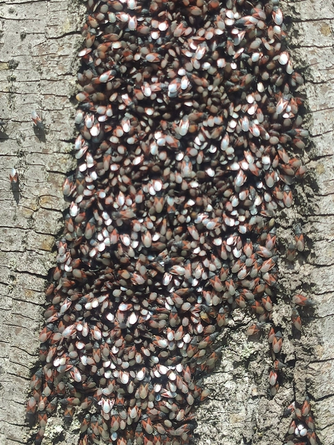 Oxycarenus lavaterae - hársbodobács