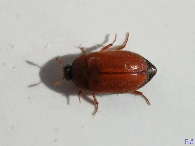 Attagenus smirnovi - afrikai szűcsbogár