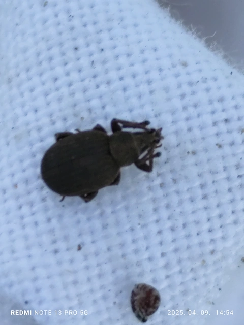 Peritelus familiaris - nagy kendermagbogár