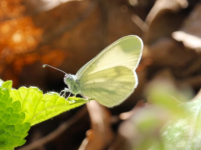Leptidea sinapis - mustárlepke