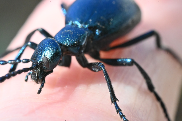 Meloe violaceus - kék nünüke