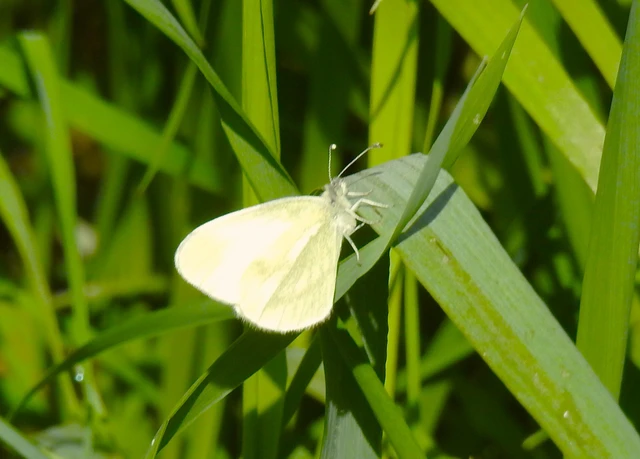 Leptidea sinapis - mustárlepke
