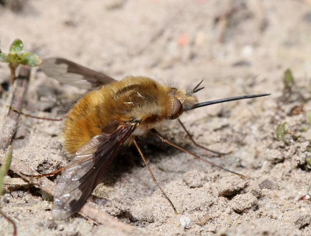 Bombylius major - szegélyes pöszörlégy