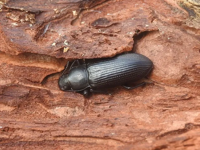 Menephilus cylindricus - fogasnyakú gyászbogár