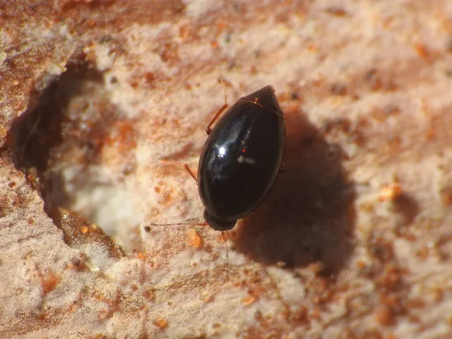 Scaphisoma