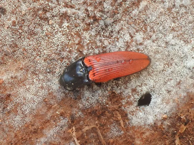 Ampedus