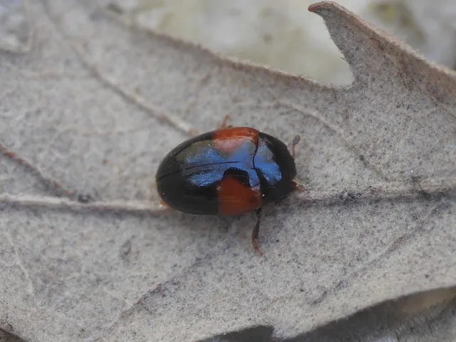 Tritoma bipustulata - feketenyakú tarbogár