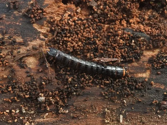 Stenagostus rhombeus - rombusznyakú pattanó