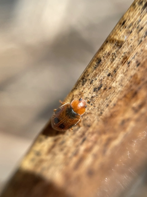 Coccidula scutellata - mocsári félböde