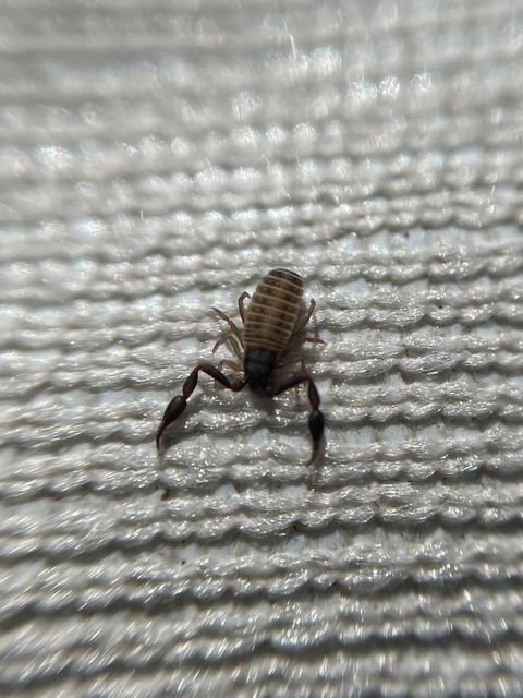 Pseudoscorpionida - Álskorpiók