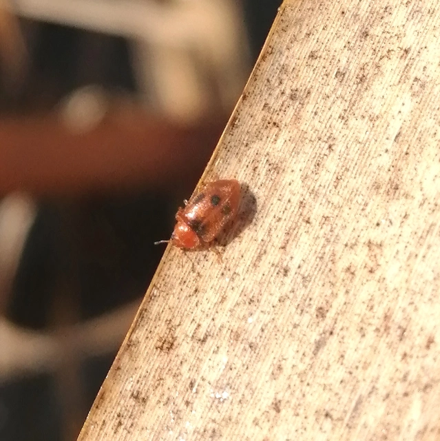 Coccidula scutellata - mocsári félböde