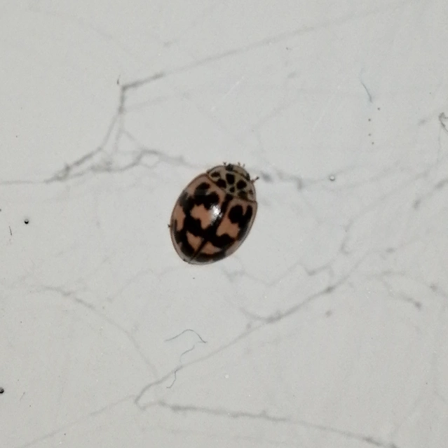 Oenopia conglobata - rózsás katica