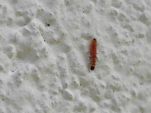 Melyridae - sziklaibogár-félék