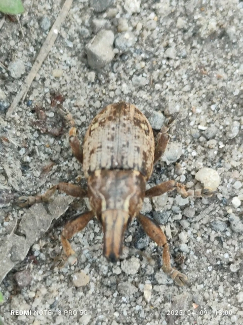 Leucophyes pedestris - négypettyes barkó