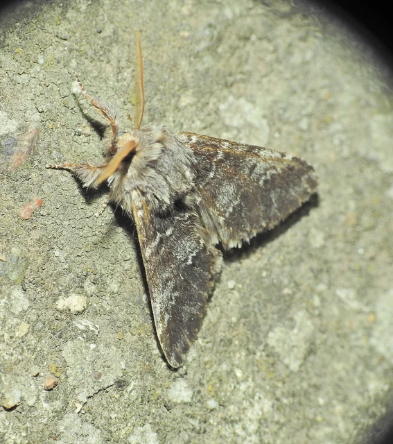Drymonia ruficornis - cserfa-púposszövő