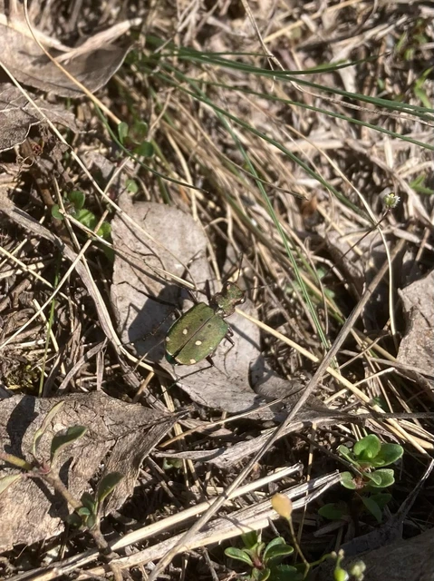 Cicindela campestris - mezei homokfutrinka