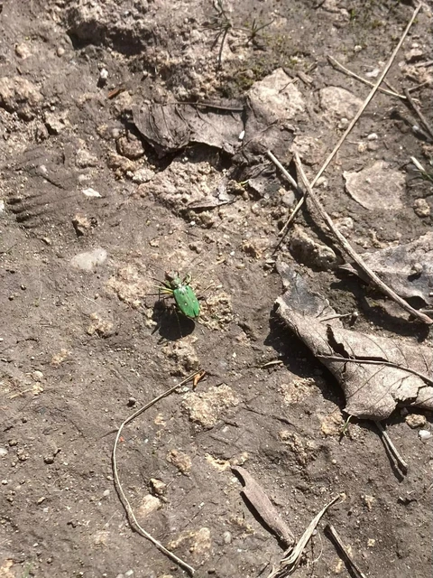 Cicindela campestris - mezei homokfutrinka