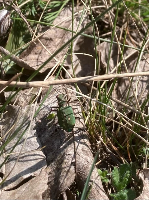 Cicindela campestris - mezei homokfutrinka