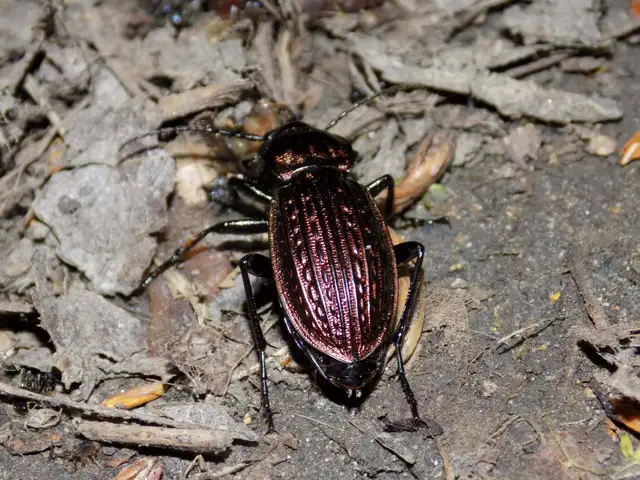 Carabus ulrichii - rezes futrinka Carabus ulrichii - rezes futrinka