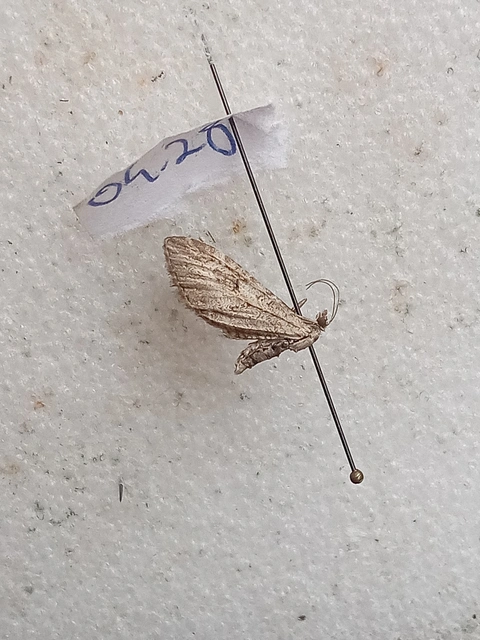 Eupithecia ochridata - mezeiüröm-törpearaszoló