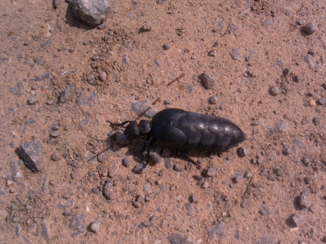 Meloe cicatricosus - óriásnünüke