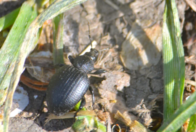 Otiorhynchus catenulatus - gyászos gyalogormányos