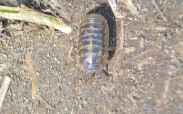 Isopoda - Ászkarákok