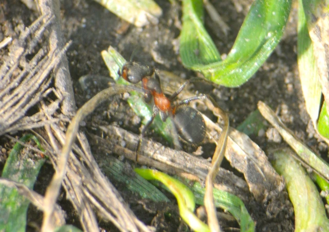 Formica pratensis - réti vöröshangya
