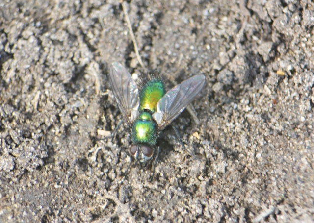 Tachinidae - fürkészlegyek