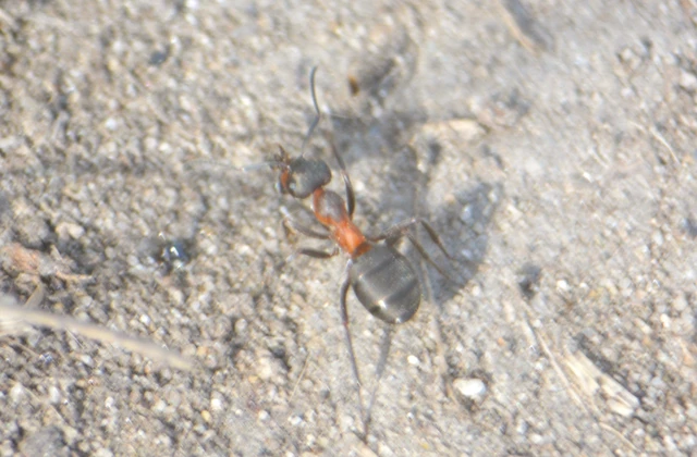 Formica pratensis - réti vöröshangya