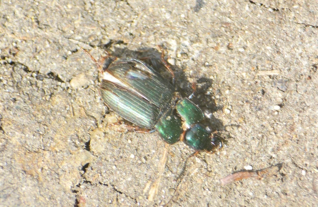 Harpalus distinguendus - mezei lomhafutó