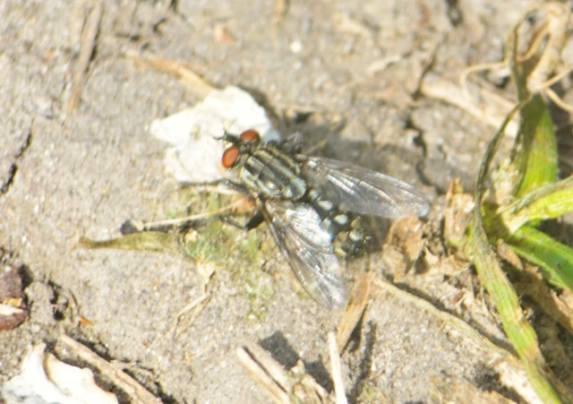 Sarcophagidae - húslégyfélék
