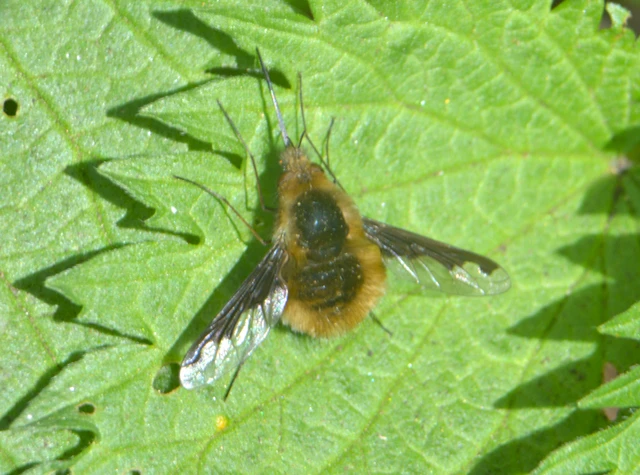 Bombylius major - szegélyes pöszörlégy
