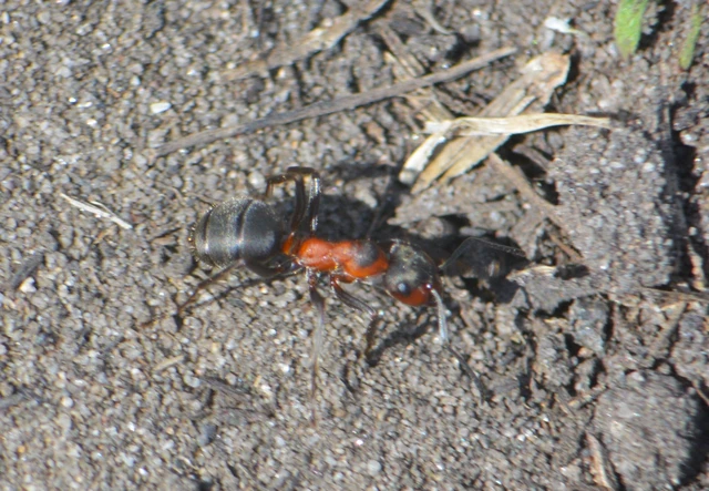 Formica pratensis - réti vöröshangya