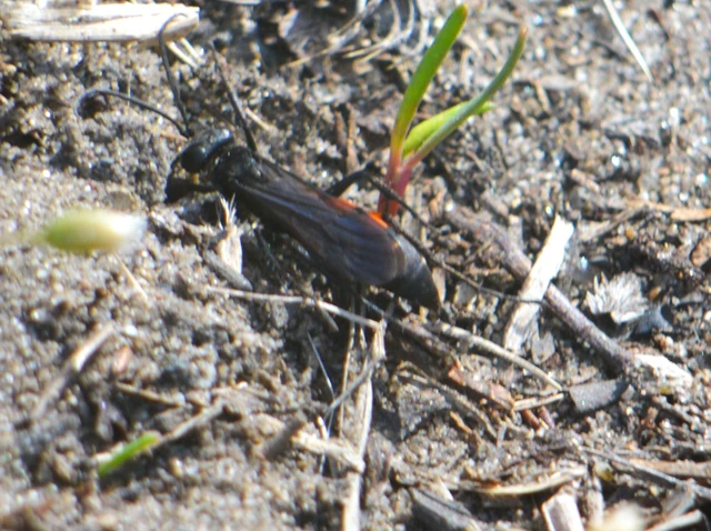 Anoplius viaticus - közönséges útonállódarázs Anoplius viaticus - közönséges útonállódarázs