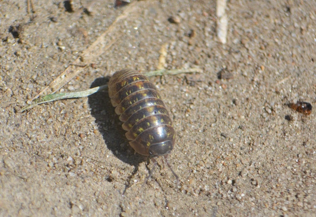 Isopoda - Ászkarákok