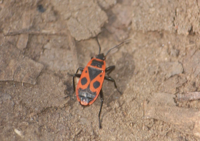 Pyrrhocoris apterus - verőköltő poloska