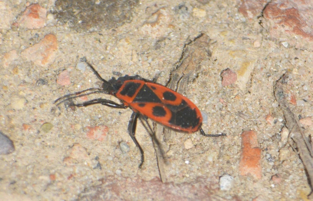 Pyrrhocoris apterus - verőköltő poloska