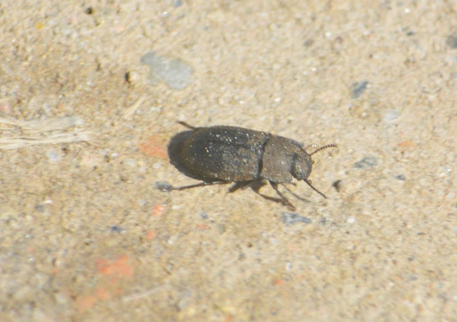 Gonocephalum granulatum pusillum