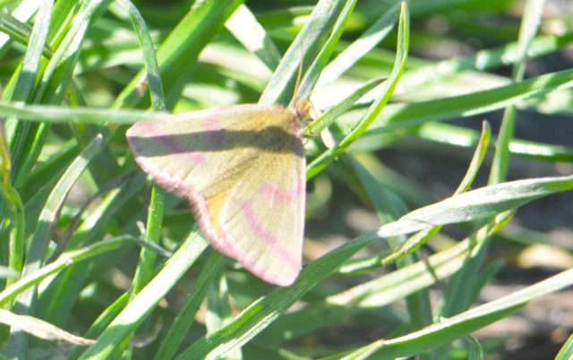 Lythria purpuraria - bíborsávos araszoló