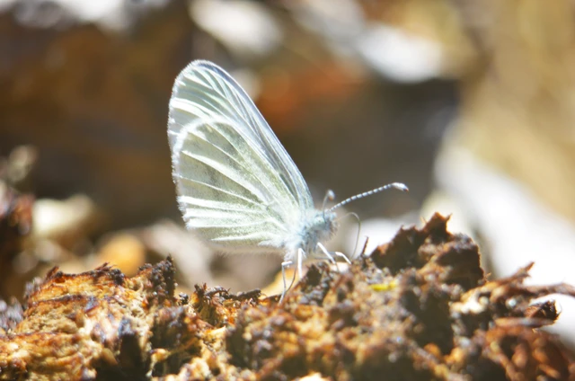 Leptidea sinapis - mustárlepke
