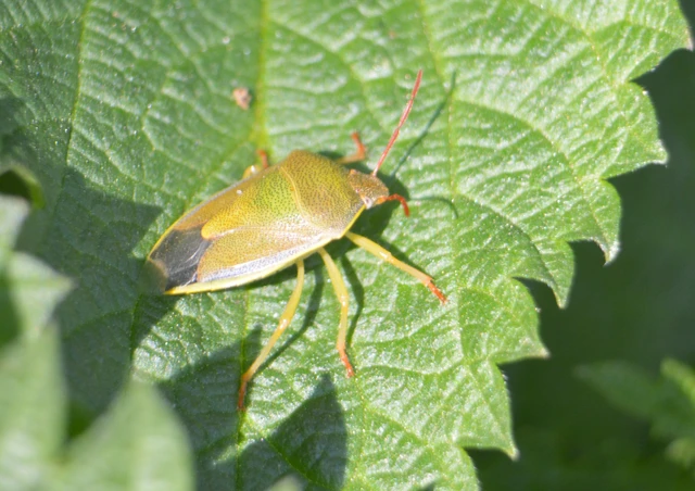Piezodorus lituratus - bíboros címerespoloska Piezodorus lituratus - bíboros címerespoloska