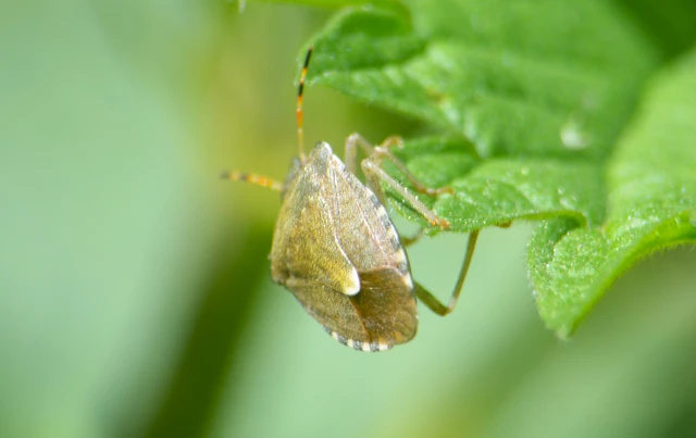 Peribalus strictus - tavaszi címerespoloska Peribalus strictus - tavaszi címerespoloska