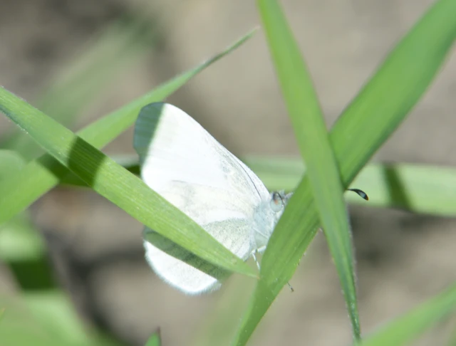 Leptidea sinapis - mustárlepke