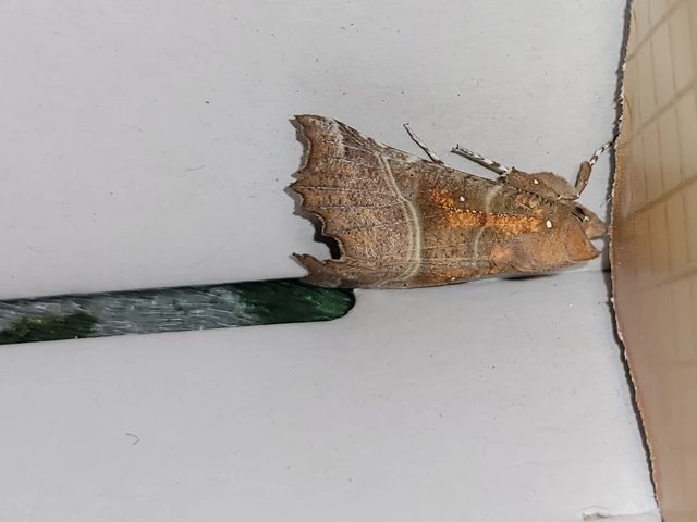 Scoliopteryx libatrix - vörös csipkésbagoly