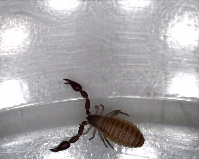 Pseudoscorpionida - Álskorpiók